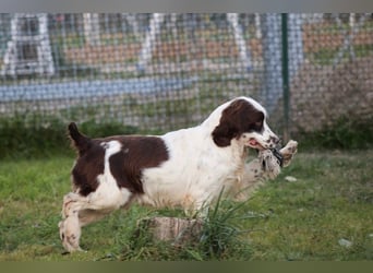 Ulk - Suche Familie, biete bedingungslose Liebe