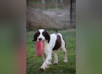 Ulk - Suche Familie, biete bedingungslose Liebe