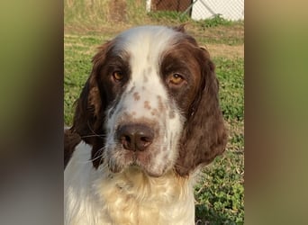 Unkas - Suche Familie, biete bedingungslose Liebe