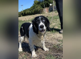 Brando - Sanftmut auf vier Pfoten