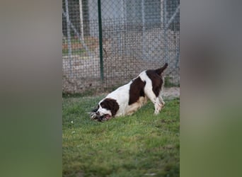 Ulk - Suche Familie, biete bedingungslose Liebe