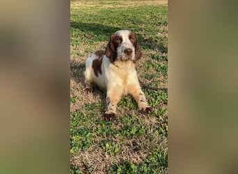 Unkas - Suche Familie, biete bedingungslose Liebe