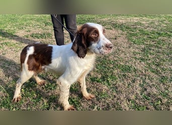 Ulk - Suche Familie, biete bedingungslose Liebe