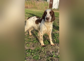 Unkas - Suche Familie, biete bedingungslose Liebe