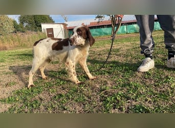 Unkas - Suche Familie, biete bedingungslose Liebe