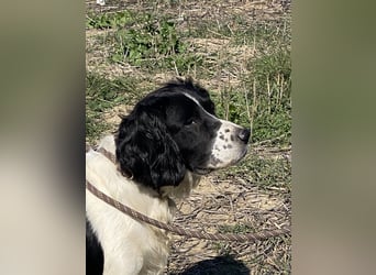 Brando - Sanftmut auf vier Pfoten