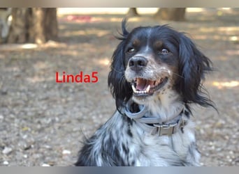 Linda5 geb. 06/2019 (ESP) - unkomplizierte, verschmuste Spaniel Dame sucht ihr Glück!