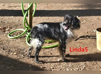 Linda5 geb. 06/2019 (ESP) - unkomplizierte, verschmuste Spaniel Dame sucht ihr Glück!