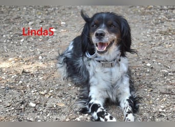 Linda5 geb. 06/2019 (ESP) - unkomplizierte, verschmuste Spaniel Dame sucht ihr Glück!