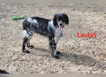 Linda5 geb. 06/2019 (ESP) - unkomplizierte, verschmuste Spaniel Dame sucht ihr Glück!