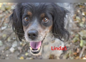 Linda5 geb. 06/2019 (ESP) - unkomplizierte, verschmuste Spaniel Dame sucht ihr Glück!