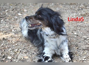 Linda5 geb. 06/2019 (ESP) - unkomplizierte, verschmuste Spaniel Dame sucht ihr Glück!