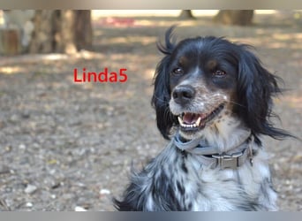 Linda5 geb. 06/2019 (ESP) - unkomplizierte, verschmuste Spaniel Dame sucht ihr Glück!