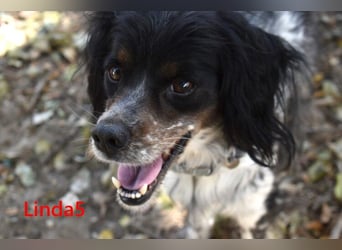 Linda5 geb. 06/2019 (ESP) - unkomplizierte, verschmuste Spaniel Dame sucht ihr Glück!