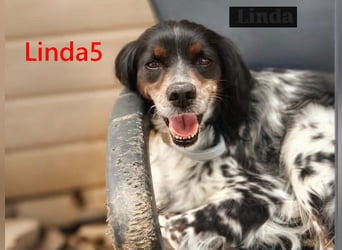 Linda5 geb. 06/2019 (ESP) - unkomplizierte, verschmuste Spaniel Dame sucht ihr Glück!