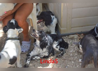 Linda5 geb. 06/2019 (ESP) - unkomplizierte, verschmuste Spaniel Dame sucht ihr Glück!