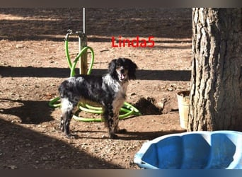 Linda5 geb. 06/2019 (ESP) - unkomplizierte, verschmuste Spaniel Dame sucht ihr Glück!