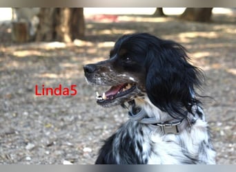 Linda5 geb. 06/2019 (ESP) - unkomplizierte, verschmuste Spaniel Dame sucht ihr Glück!