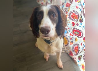 Poppy - lässt sich gerne streicheln