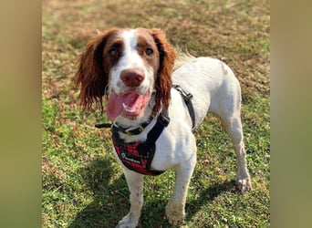 Poppy - lässt sich gerne streicheln