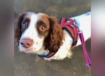 Poppy - lässt sich gerne streicheln