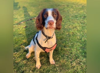 Poppy - lässt sich gerne streicheln