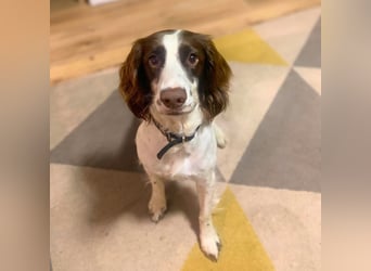 Poppy - lässt sich gerne streicheln