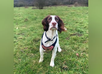 Poppy - lässt sich gerne streicheln