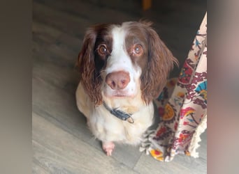 Poppy - lässt sich gerne streicheln