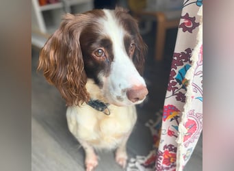 Poppy - lässt sich gerne streicheln