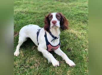 Poppy - lässt sich gerne streicheln