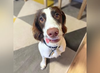 Poppy - lässt sich gerne streicheln