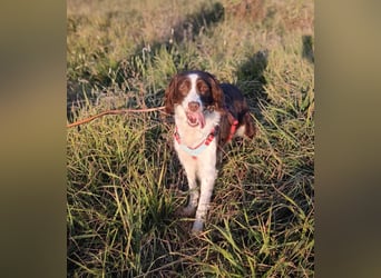 Mia, die freundliche ältere English Springer Spaniel Hündin, braucht wieder eine Familie