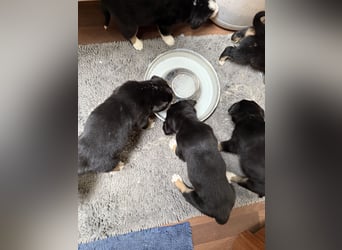 Entlebucher Sennenhundwelpen