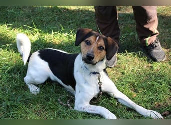 Boji, Entlebucher Sennenhund-Mix, geb. 8/ 2022, sucht geduldige Besitzer