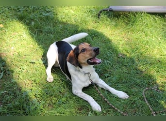 Boji, Entlebucher Sennenhund-Mix, geb. 8/ 2022, sucht geduldige Besitzer