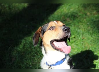 Boji, Entlebucher Sennenhund-Mix, geb. 8/ 2022, sucht geduldige Besitzer