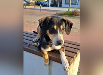 Mischlingsrüde "Joker" sucht erfahrene Hundsport Menschen