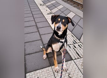 Mischlingsrüde "Joker" sucht erfahrene Hundsport Menschen