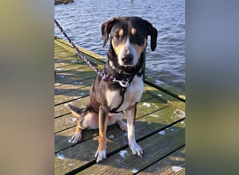 Mischlingsrüde "Joker" sucht erfahrene Hundsport Menschen