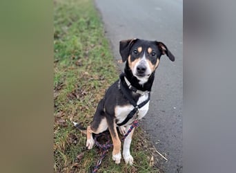 Mischlingsrüde "Joker" sucht erfahrene Hundsport Menschen