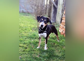 Mischlingsrüde "Joker" sucht erfahrene Hundsport Menschen