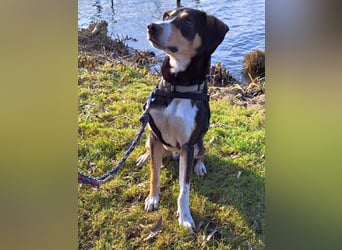 Mischlingsrüde "Joker" sucht erfahrene Hundsport Menschen