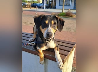 Mischlingsrüde "Joker" sucht erfahrene Hundsport Menschen