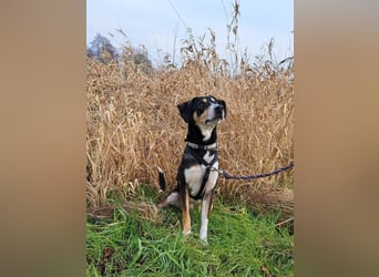 Mischlingsrüde "Joker" sucht erfahrene Hundsport Menschen