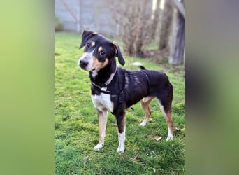 Mischlingsrüde "Joker" sucht erfahrene Hundsport Menschen