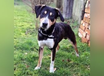 Mischlingsrüde "Joker" sucht erfahrene Hundsport Menschen