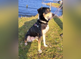 Mischlingsrüde "Joker" sucht erfahrene Hundsport Menschen