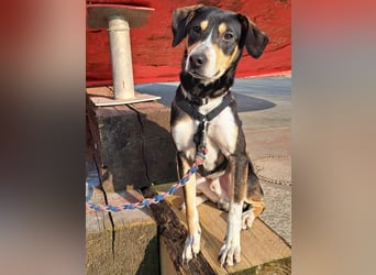 Mischlingsrüde "Joker" sucht erfahrene Hundsport Menschen