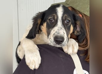 Toby: träumt von Streichelhänden
